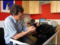 L'assurance pour animaux : mode d'emploi