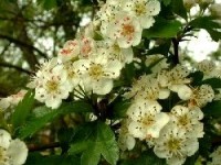 L'aubépine : un bel arbuste à fleurs