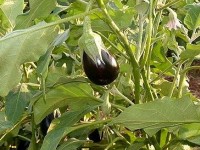L'aubergine : conseils de culture