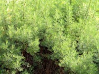 L'aurone : la plante la plus efficace contre les moustiques