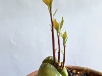 L'avocatier : plantation et culture