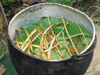L'ayahuasca ou breuvage chamanique : effets et risques