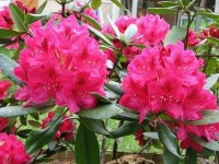 L'azalée : présentation et conseils de culture