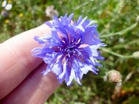 L'eau de bleuet : comment l'utiliser ?