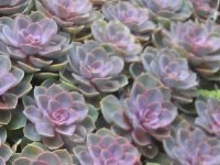 L'echeveria : une plante grasse peu exigeante