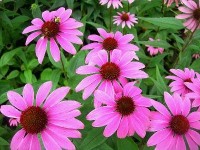 L'échinacée : un remède naturel contre le rhume 