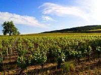 L'Ecole des Vins de Bourgogne : des cours d'oenologie sur mesure