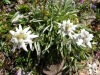 L'edelweiss : la fleur des montagnes
