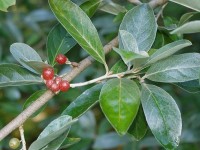 L'eleagnus : un arbuste très résistant