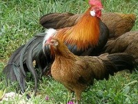 L'élevage de poules : une concept en vogue