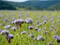 L'engrais vert : définition, semis et avantages