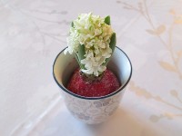 L'entretien d'une jacinthe forcée en 5 questions