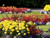 L'entretien des massifs : quelques conseils pratiques