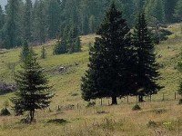 L'épicéa : présentation, culture et utilisations