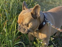 Quelle particularité rend les épillets particulièrement dangereux pour les animaux ?