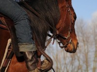 L'équitation western : une discipline originale