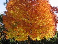 L'érable à sucre : l'emblème du Canada