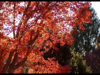 L'érable du Japon : un arbre de toute beauté