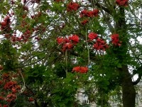 L'Érythrine caffre : 5 choses à savoir sur cet arbre spectaculaire