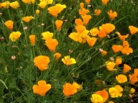 L'eschscholtzia : une plante pour bien dormir