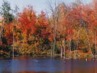 L'été indien au Québec : une saison haute en couleurs