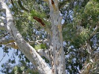 L'eucalyptus : présentation et caractéristiques