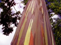 L'Eucalyptus deglupta : un arbre arc-en-ciel