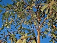 L'eucalyptus et ses usages en phytothérapie