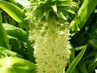 L'eucomis ou fleur ananas : une plante originale