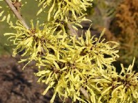 L'hamamélis : plantation et entretien