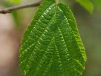 L'hamamélis : une plante veinotonique