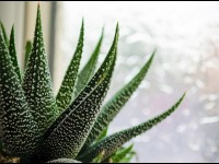 L'haworthia : présentation et entretien