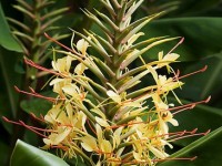 L'Hedychium gardnerianum ou longose : une très belle plante tropicale