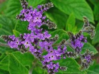 L'héliotrope : plantation et entretien