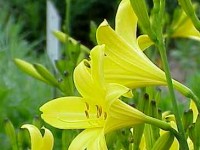 L'hémérocalle ou lys d'un jour : une beauté éphémère