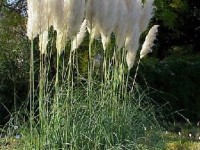 L'herbe de la pampa : une plante décorative