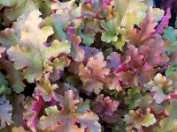 L'heuchère : plantation et entretien