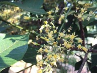 L'hévéa : l'arbre qui donne le caoutchouc