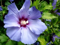 L'hibiscus : une belle floraison estivale