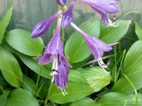 L'hosta : une plante qui aime l'ombre
