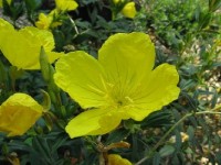 L'huile d'onagre : présentation et propriétés