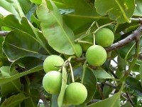 L'huile de calophylle : présentation et propriétés