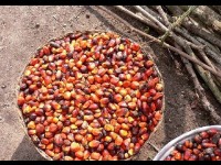 L'huile de palme : les risques pour la santé et l'environnement