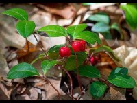 L'huile essentielle de gaulthérie : une huile anti-douleur