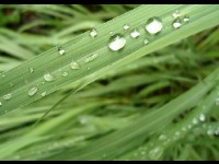 L'huile essentielle de lemongrass : quelles utilisations ?