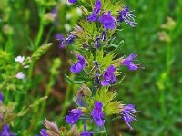 L'hysope : culture et utilisations