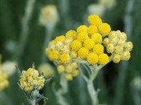 L'immortelle ou hélichryse : une fleur méditerranéenne