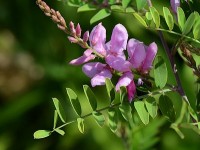 L'indigotier : présentation et culture