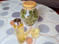 L'infusion glacée de verveine : une recette de boisson désaltérante