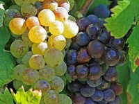 L'Institut universitaire de la vigne et du vin à Dijon